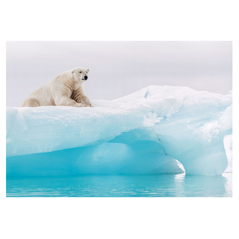 Χαρτί φωτογραφία ταπετσαρία - Πολική αρκούδα της Αρκτικής - Μέγεθος 368 x 254 cm