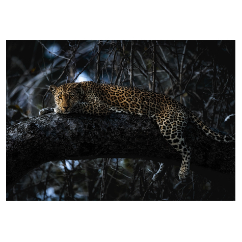 Μη υφασμένη ταπετσαρία φωτογραφιών - Panthera - μέγεθος 400 x 280 cm