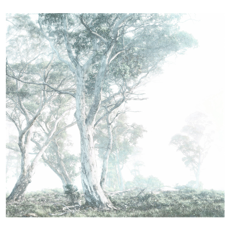 Μη υφασμένη ταπετσαρία φωτογραφιών - Magic Trees - μέγεθος 300 x 280 cm