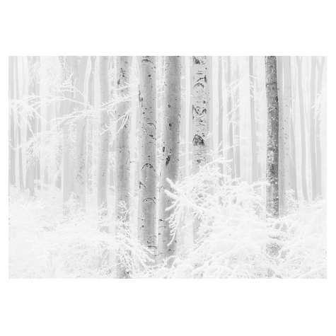 Μη υφασμένη ταπετσαρία φωτογραφιών - Winter Wood - Μέγεθος 400 x 280 cm