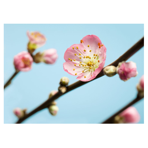 Μη υφασμένη ταπετσαρία φωτογραφιών - Peach Blossom - μέγεθος 350 x 250 cm