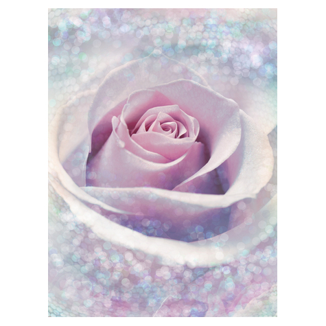Μη υφασμένη ταπετσαρία φωτογραφιών - Delicate Rose - μέγεθος 200 x 260 cm