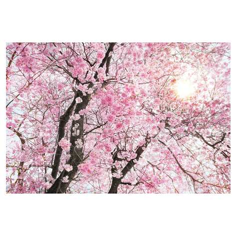 Μη υφασμένη ταπετσαρία φωτογραφιών - Bloom - μέγεθος 400 x 260 cm