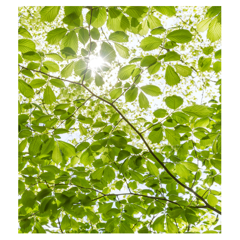 Μη υφασμένη ταπετσαρία φωτογραφιών - Στο ανοιξιάτικο δάσος - μέγεθος 250 x 280 cm