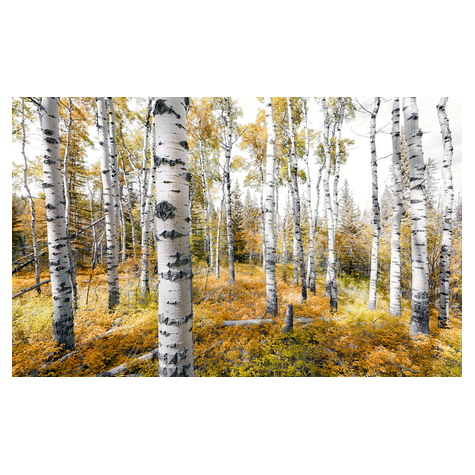 Μη υφασμένη ταπετσαρία φωτογραφιών - Πολύχρωμο Aspenwoods - Μέγεθος 450 x 280 cm