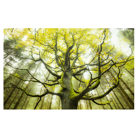 Μη υφασμένη ταπετσαρία φωτογραφιών - Το δέντρο των ονείρων - μέγεθος 450 x 280 cm