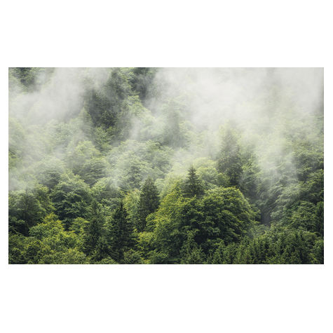 Μη υφασμένη ταπετσαρία φωτογραφιών - Forest Land - μέγεθος 400 x 250 cm