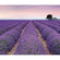 Μη υφασμένη ταπετσαρία φωτογραφιών - Provence - μέγεθος 300 x 250 cm