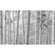Μη υφασμένη ταπετσαρία φωτογραφιών - δάσος λεύκας - μέγεθος 450 x 280 cm
