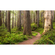 Μη υφασμένη ταπετσαρία φωτογραφιών - Redwood Trail - Μέγεθος 450 x 280 cm